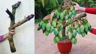 Unique​ Skill Growing Mango​ Tree Using Onions With Quick and Easy Techniques | Grafting Mango Tree