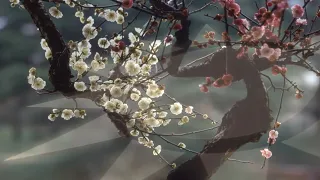 March of Plum blossom（Republic of China）|  梅花進行曲（中華民國）