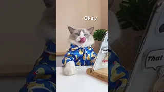 Cats make food 2022 That Little Puff Tiktok Compilation 560