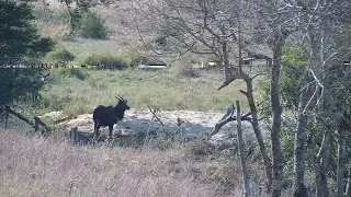 Djuma: Spurfowls and Nyala bull - 15:31 - 09/16/2023