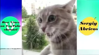 300sec|Vine Животные #2