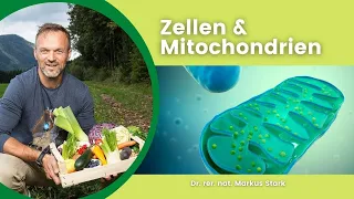 Zellen und Mitochondrien⚡🦠 Dr. rer. nat. Markus Stark