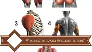 🔝Which Are the Largest Muscles in the Body?