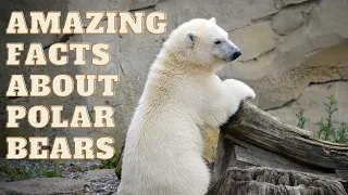 Top 10 Amazing Facts About Polar Bears