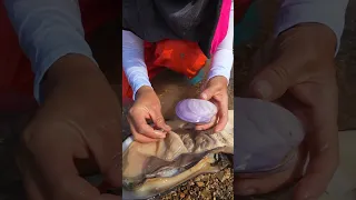 🔥🔥Mutated river clams breed purple cubs and pearls