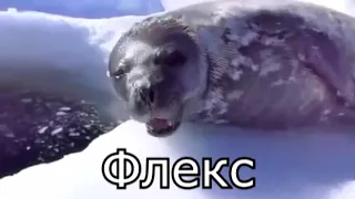 Говорящий тюлень [РУССКИЕ СУБТИТРЫ]
