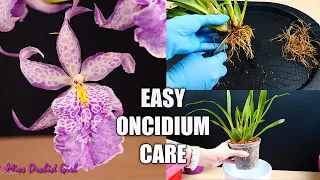 How to Care for Oncidium Orchids - Watering, Repotting, Reblooming & more! Orchid Care for Beginners