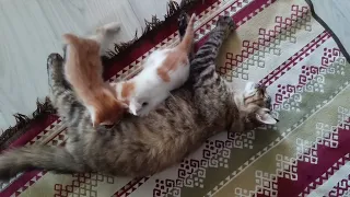 Kittens Meowing. High Quality Kitten Meowing Sounds to Find Your Cat. Many Kittens Meowing Loudly