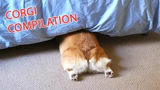 Funny and Cute Corgi Compilation | Best Funny Corgi Videos