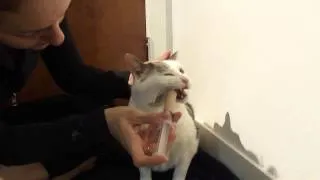 How to syringe feed a cat