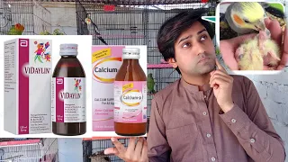 How to use Vidaylin syrup and Calcium-p syrup Cocktail parrot bust tips breeding