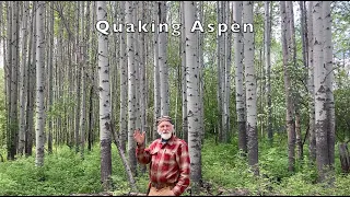 Quaking Aspen and How to Harvest the Bark with Michael Pilarski "Skeeter"
