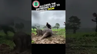 Baby Elephant Rescued from Manhole 🐘