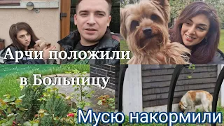 VLOG;Арчи положили  Ветклинтку. Сувенирная продукция от Гарика и Kerry! Работа  в саду.