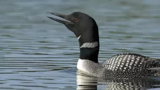 Voices: Common Loon