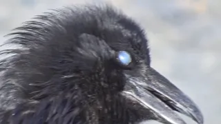 Je recommence à OBSERVER les oiseaux