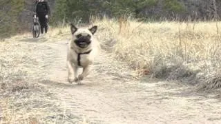 THE FASTEST PUG IN THE WORLD