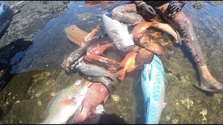 Hawaii Spearfishing ~ Its What We Do