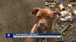 Dog will return to owner after abuse allegations