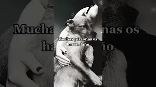 Amar a los animales. #perruno #mascotas #mejoramigodelhombre