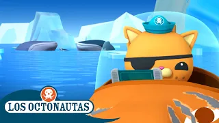 Los Octonautas - Las ballenas jorobadas | Episodios Completos