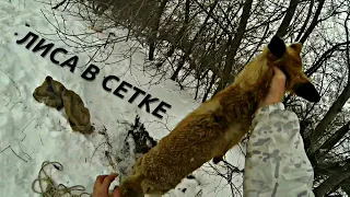 Лиса в сетке/Охота с ягдтерьером/Fox Hunt with Jagdterrier