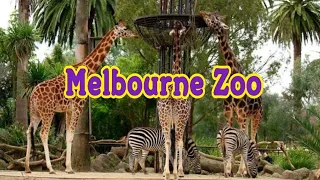 Melbourne Zoo 🇦🇺