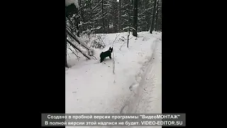 Первая прогулка в лесу Карельская медвежья собака