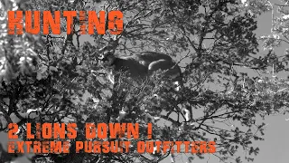 2 Mountain Lions Down W/ Extreme Pursuit Outfitters (New Mexico)