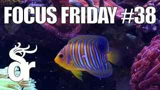 FF#38 | Keeping a Regal Angelfish in your Reef Tank