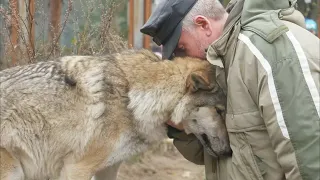 Волчица пришла в деревню и стала просить еду. Лишь один мужчина пожалел её, и вот её благодарность