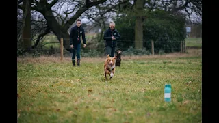 4 steps to teach gundog stop whistle