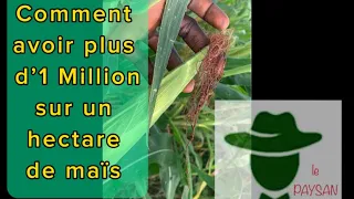 COMMENT GAGNER PLUS DE 1 000 000 FCFA SUR 1 ha DE MAÏS