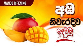 Mango ripening Technic,අඔ නිවැරදි ව ඉදවන ආකාරය,BST Saman, Biosystems Technology,