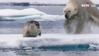 L’attaque-surprise d’un ours polaire à un phoque|CCTV Français