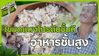 ไข่มดแดงโปรตีนชั้นดี อาหารชั้นสูง | มหาอำนาจบ้านนา