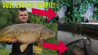 ZDECHŁE KARPIE! - KILKA DNI NA ZASIADCE KARPIOWEJ - WAKACJONE 2/2 2022RAFISH TEAM EKO FARMA ŻELECHÓW