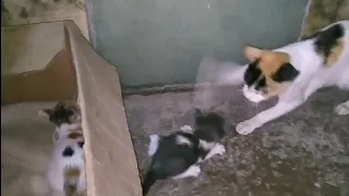 Mother Cat Rejected Her Own Kittens And Ran Away