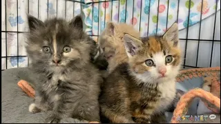 Abandoned kittens found on Mother's Day