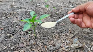 Fertilizante Orgánico Natural para-¡ ALIMENTAR tus platas de pimientos, tomates, pepinos berenjenas!