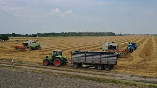 Petron Kft. - Búza aratás/Wheat Harvest 2023: 2 X CLAAS LEXION 550, LEXION 540, LEXION 440