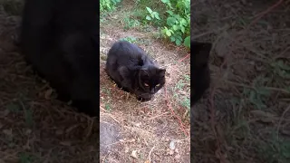 Black cat*ЧЁРНАЯ  КОШКА*ОЧЕНЬ КРАСИВАЯ