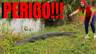 🐊 NO PÂNTANO COM JACARÉS - PERIGO!