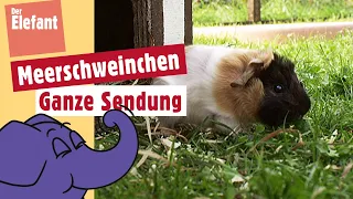 Wie wird ein Meerschweinchenbaby geboren? | Der Elefant | WDR