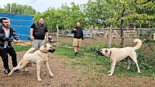 RENUMITUL KANGAL BOZO SI ALTI CATIVA KANGALI VALOROSI LA O CANISA IN TURCIA.DANEZUL ESTE IMPRESIONAT