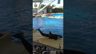 Orca Show in Loro Park (5) - #Shorts