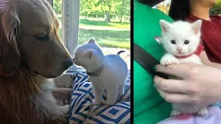 Deaf Kitten With Thumbs Found Love in Sweet Dog Who Raised Him Into the Cuddliest Cat.