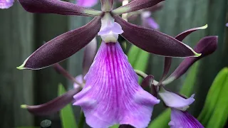 Encyclia cordigera, моя коллекция  Энциклий