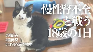 慢性腎不全を患う18歳猫の1日【闘病生活3年目】【赤ちゃんと猫】