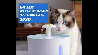 The Best Cat Water Fountain 2020